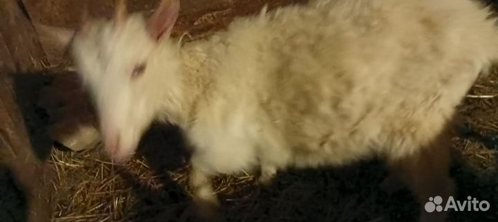 Козлята, козел