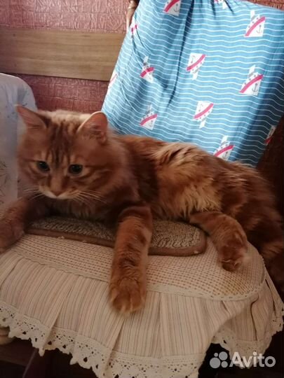 Котята Курильский Бобтейл