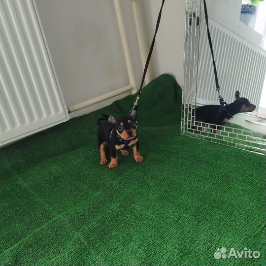 Чихуахуа, той терьер карликовый пинчер Доставка из