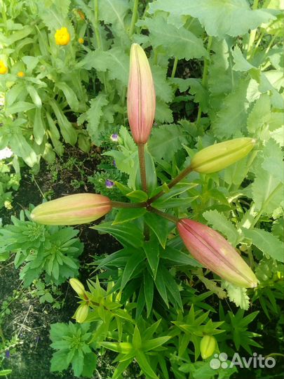 Луковицы лилий