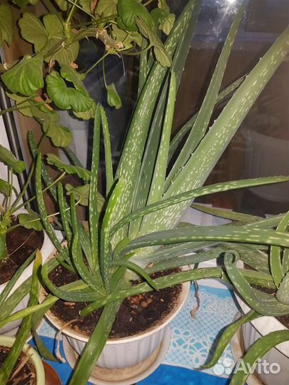 Молочай и другие комнатные растения