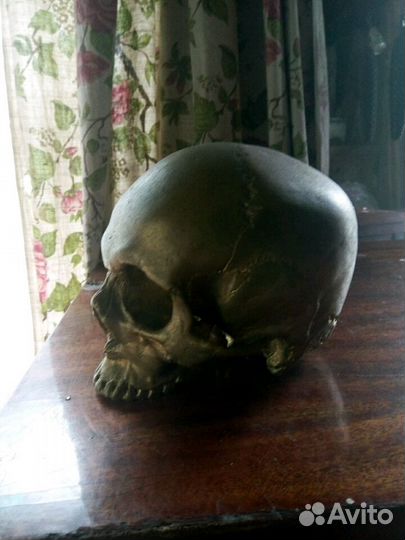 Череп гипсовый