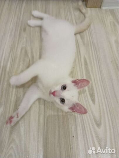 Котенок в добрые руки