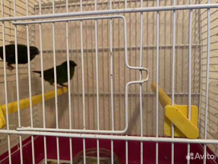 Трехцветные попугайные амадины