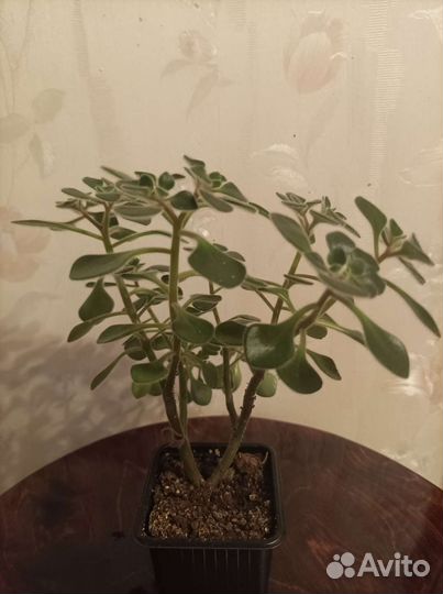 Аихризон дерево любви