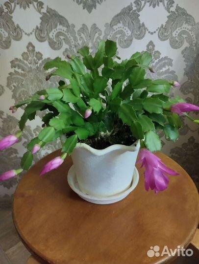 Декабрист шлюмбергера