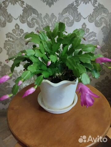 Декабрист шлюмбергера