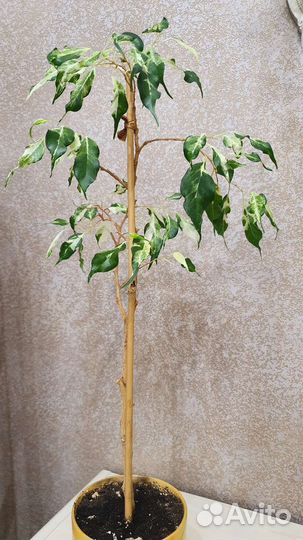 Фикус бенджамина Кёрли