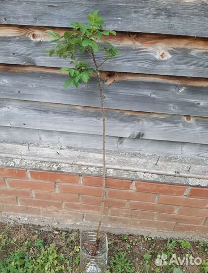 Роза, шиповник, злаки и др. саженцы