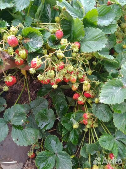 Лесная земляника, Виктория, земклубника