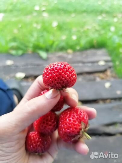 Рассада клубники Мице Шиндлер