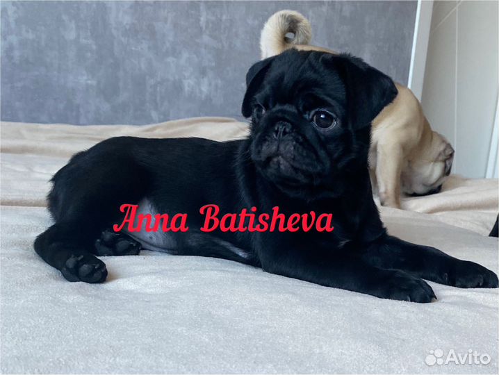 Щенки мопса черные