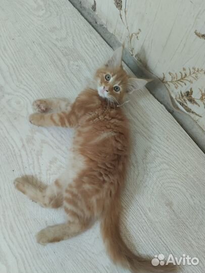 Котята мейн-кун