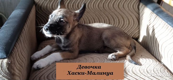 Щенки бесплатно
