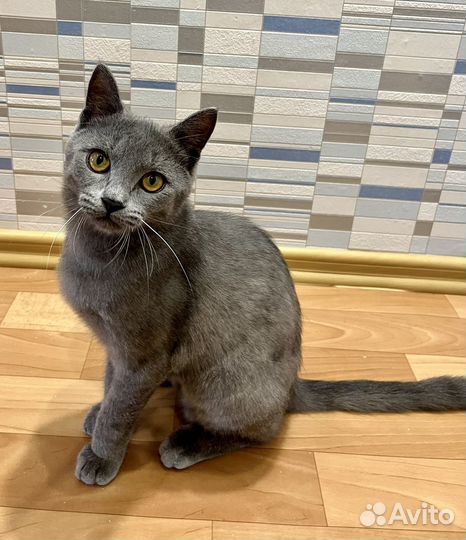 Ласковый котик)