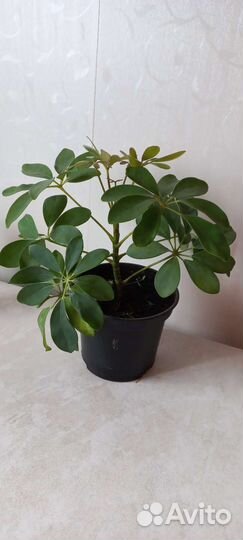 Шефлера. Комнатный цветок. Для офиса растение