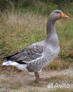Гусь Крупный серый