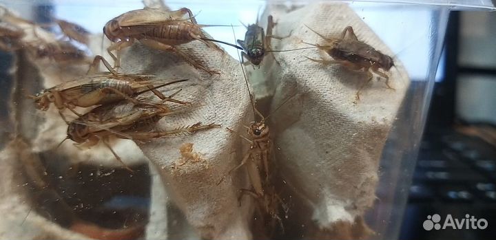 Сверчки домовые и банановые