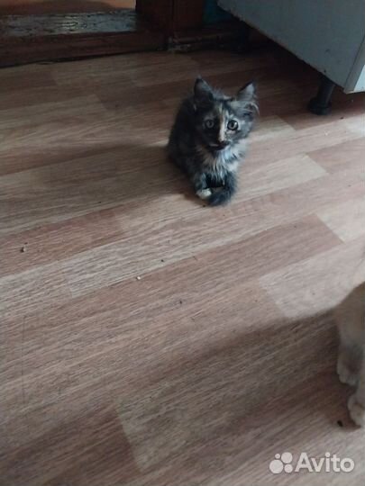 Кошки в добрые руки бесплатно