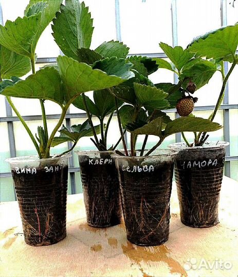 Рассада (саженцы) клубники (70 сортов)