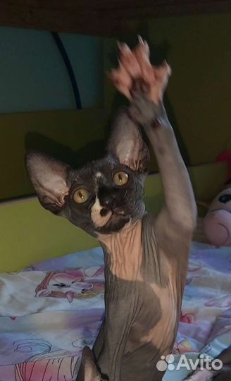 Канадский сфинкс кот