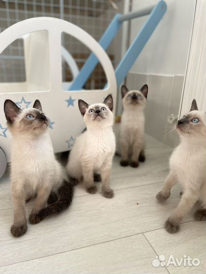 Тайские котята