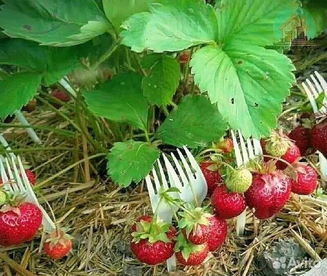 Рассада клубники