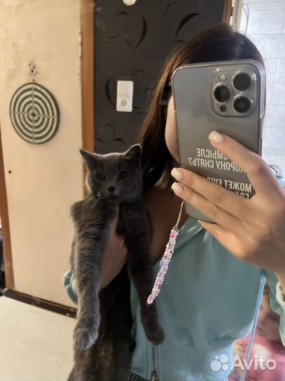 Кошечка в добрые руки