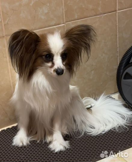 Папийон мальчик