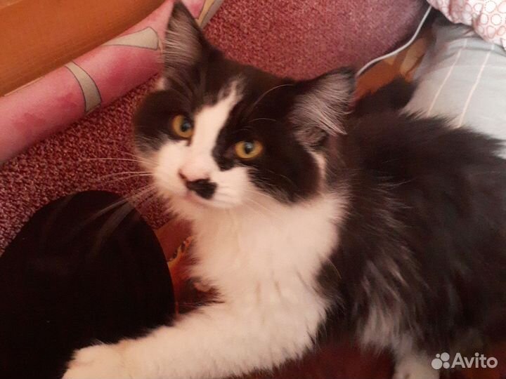 Котенок мальчик бесплатно