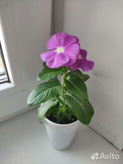 Катарантус