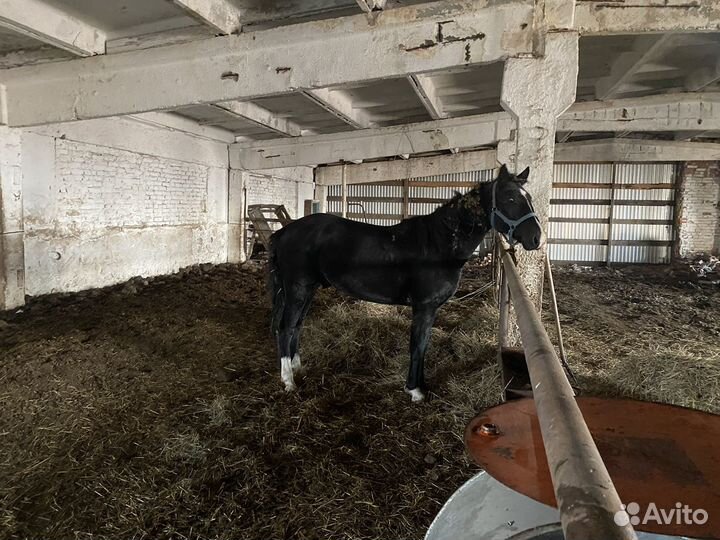Лошадь жеребец 4года