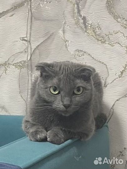 Отдам кошку В добрые руки