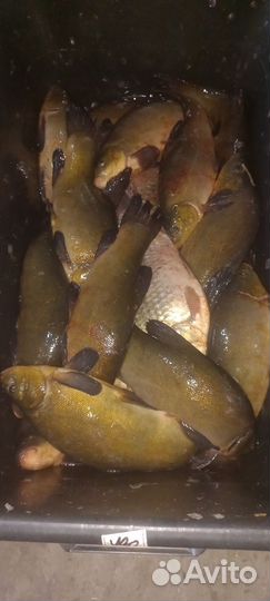 Линёк Живая рыба для пруда