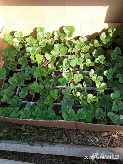 Клубника саженцы с экс