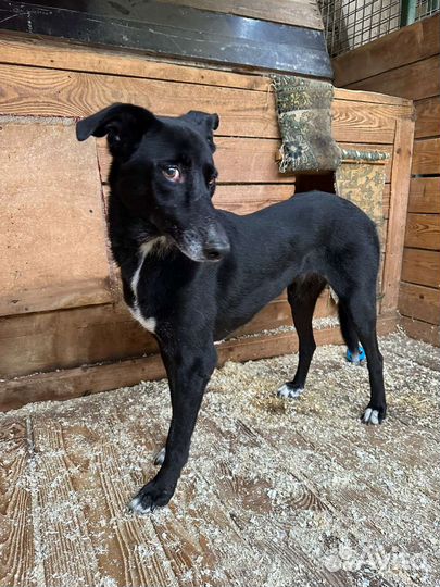 Чёрно-белая собака из приюта с кокетливым взглядом