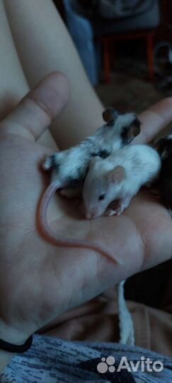 Мышь декоративная ручная