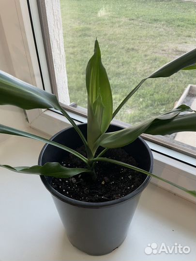 Комнатные растения