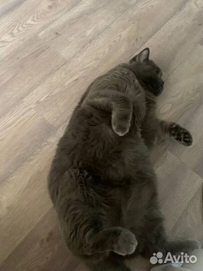 Британец в добрые руки