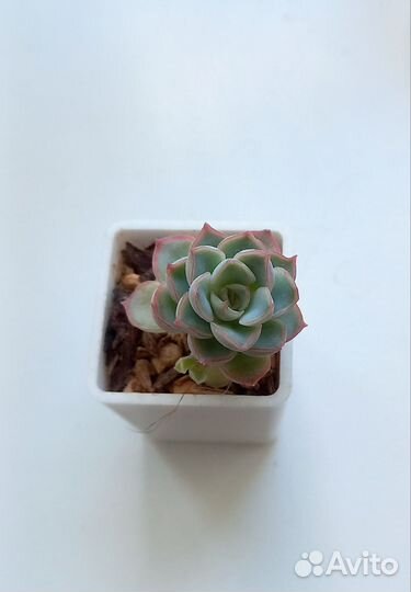 Суккуленты ч.2