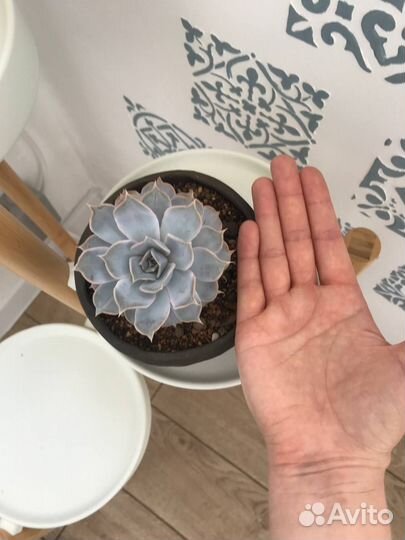 Суккуленты набор Каменные цветы