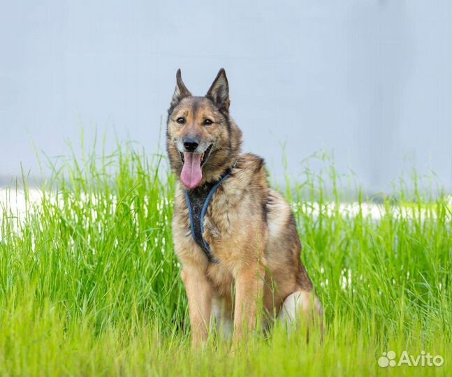 Красивая собака Гала в дар, из приюта