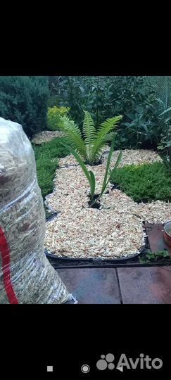 Щепа крашеная,мульча 50литров