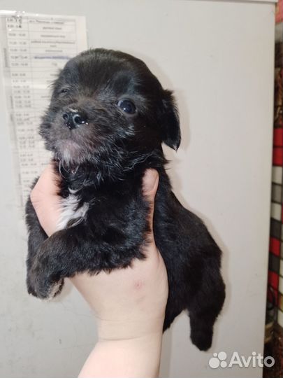 Отдам в добрые руки