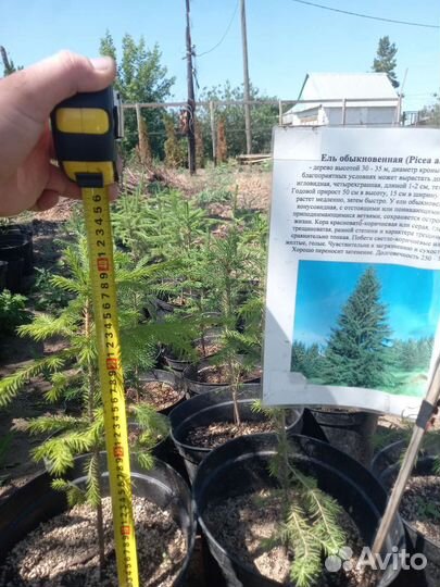 Ель обыкновенная саженцы