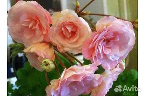 Пеларгония