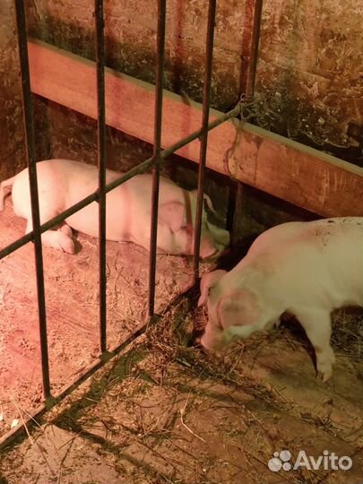 Поросята ландрас покрыт к/б