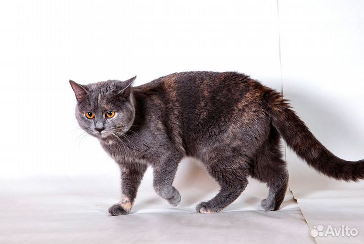 Эта кошь найдет ключик к вашему сердцу