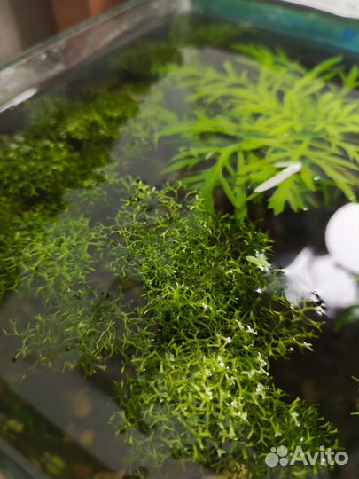 Аквариумное растение
