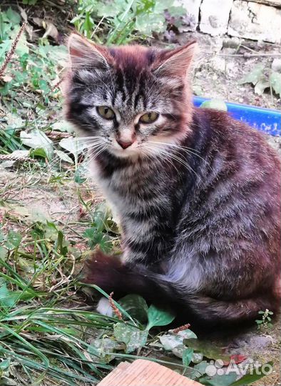 Тея, котёнок